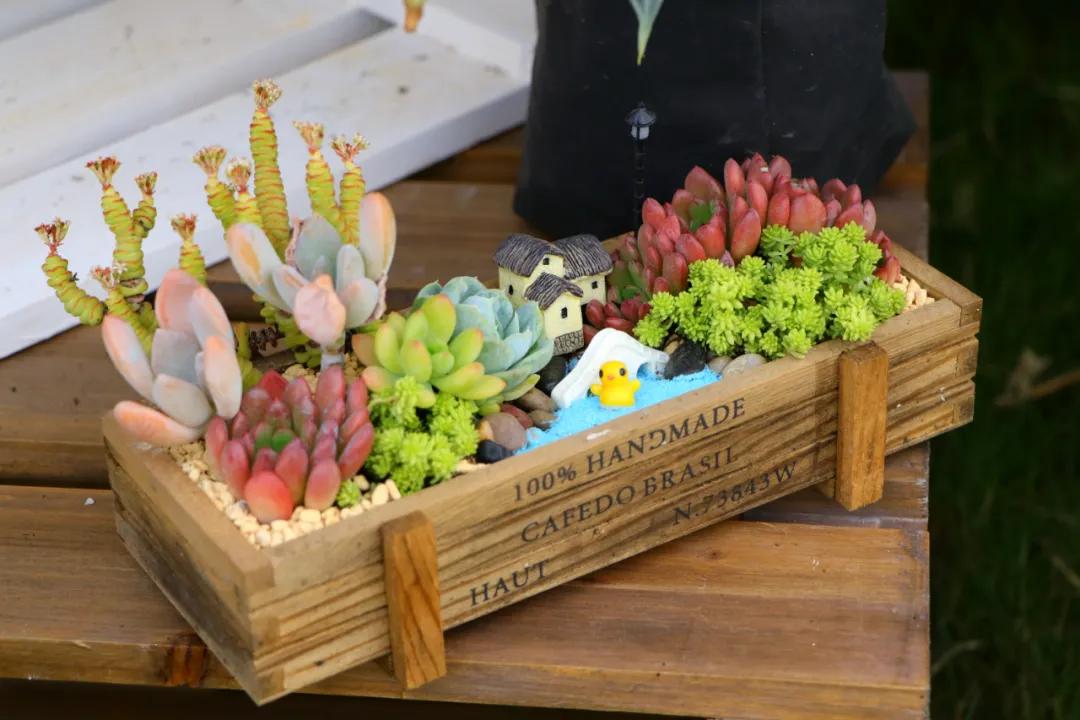 这个年销量上亿株多肉的县城，举办了首届多肉电商节