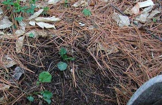 带回家的松针土该怎么处理？杀虫灭菌、发酵，几个月就成养花土