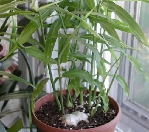 生姜盆栽方法教程大全,生姜盆栽方法大全