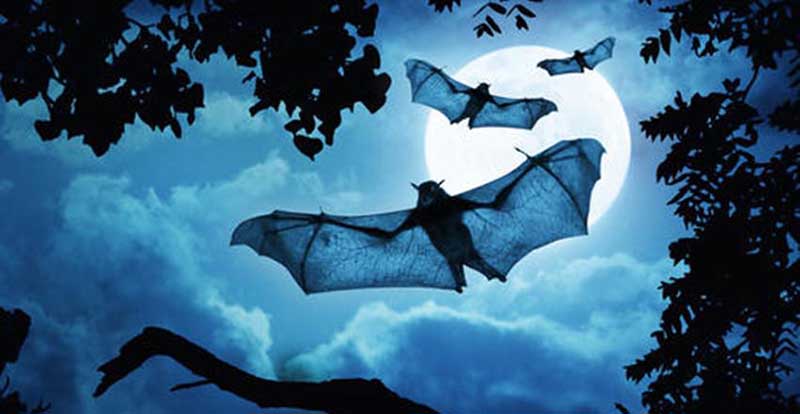 陈静涛甲鱼养殖联系方式,陈静涛甲鱼