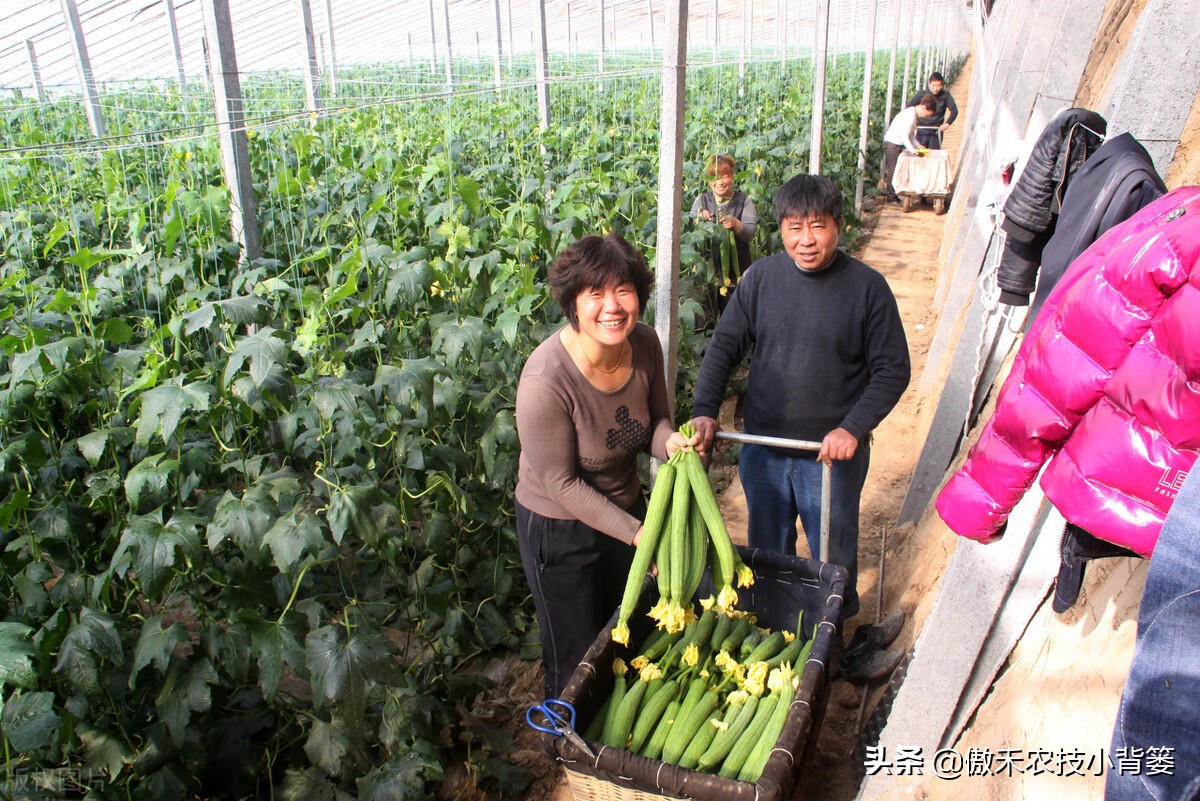 丝瓜弯曲的解决方法,黄瓜出现弯瓜该怎么处理视频