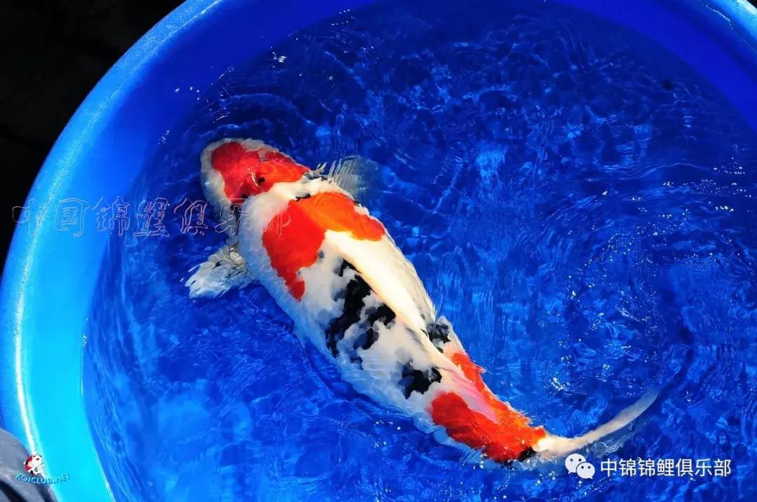 养巨鲤的正确方法图解,养鲤技术教程大全