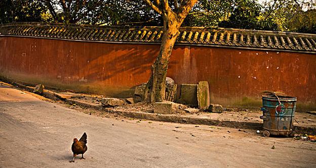 养鸡快速化痰的方法,养鸡就怕公鸡叫怎么办