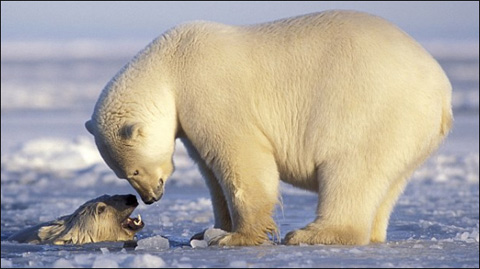 联合国气候大会热门话题,2020联合国气候峰会的思考