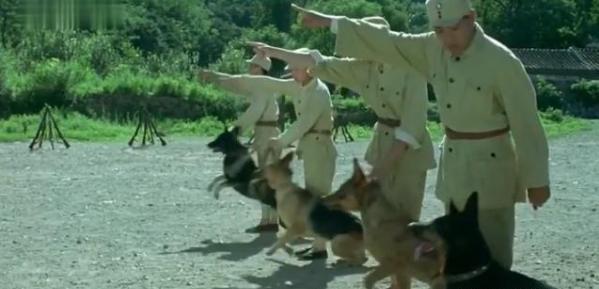 白龙马惨死最后怎么解决的,白龙马惨死事件