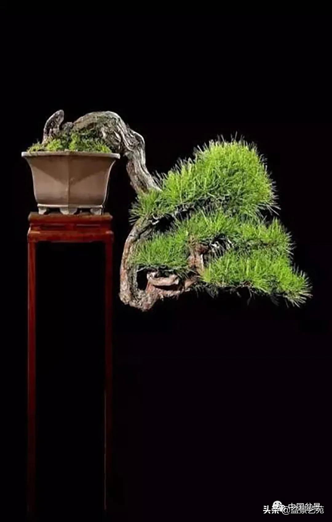 老树桩的造形特征有哪些,论述树桩盆景主要流派的艺术特点