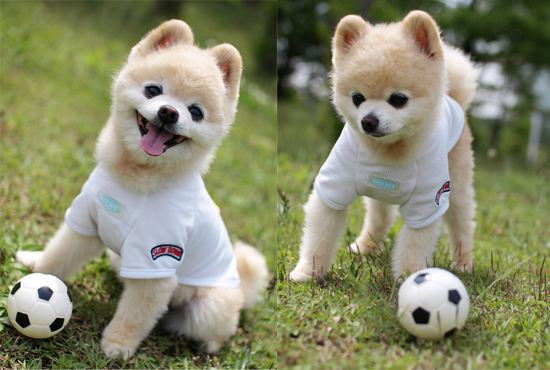 博美养的时候注意事项,博美的注意事项和喂养方法