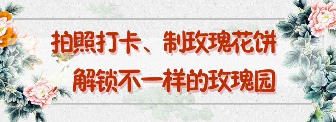 南京溧水千亩玫瑰,南京玫瑰园千亩花海迎来盛花期