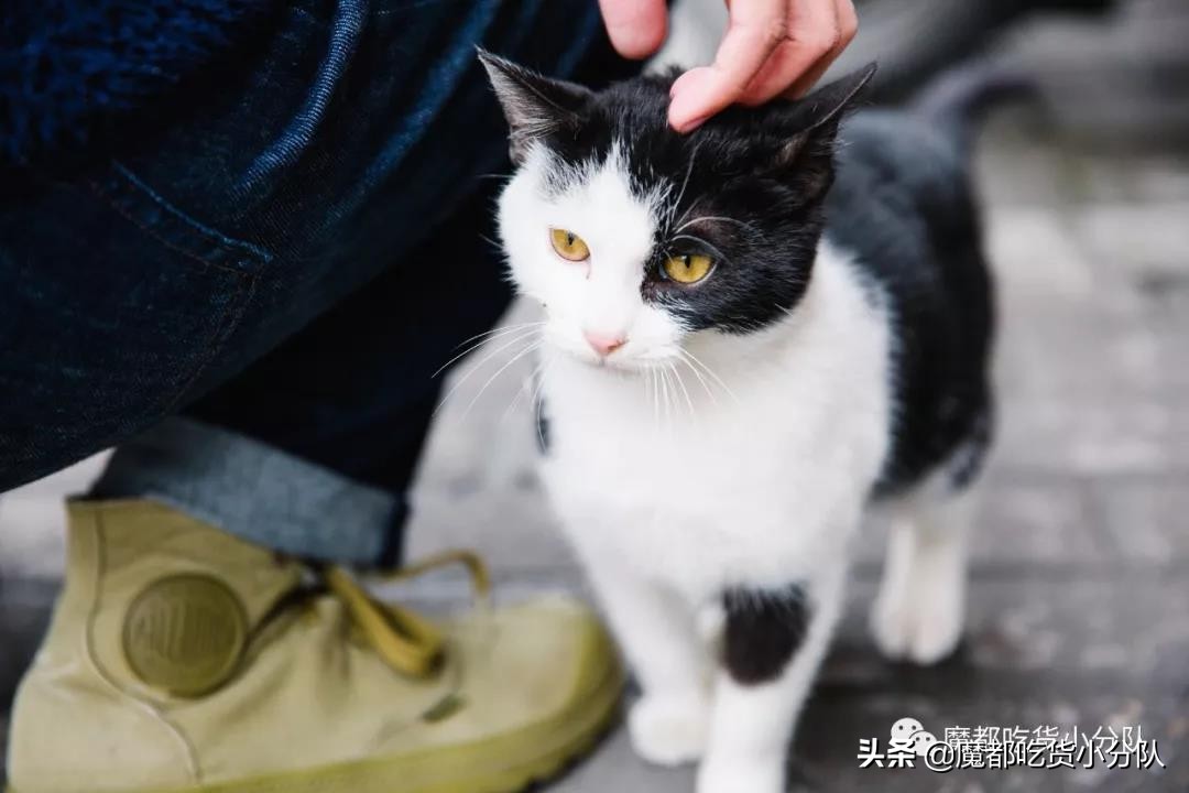 老上海弄堂生活气息,老上海弄堂烟火气视频