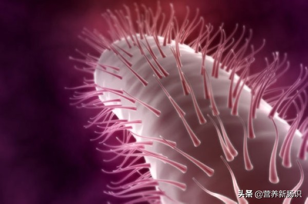 幽门螺杆菌胃病食疗,幽门螺杆菌导致胃病如何治