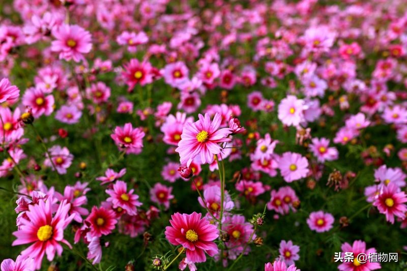 波斯菊种不活,波斯菊长得不大是什么原因