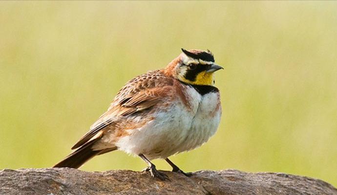 东江揽胜,惠州淡水常见鸟类图谱