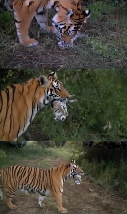 虎毒不食子报应视频,虎毒不食子再凶猛的老虎也有底线