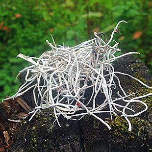 初品普洱茶老茶,雪域藏茶是什么茶