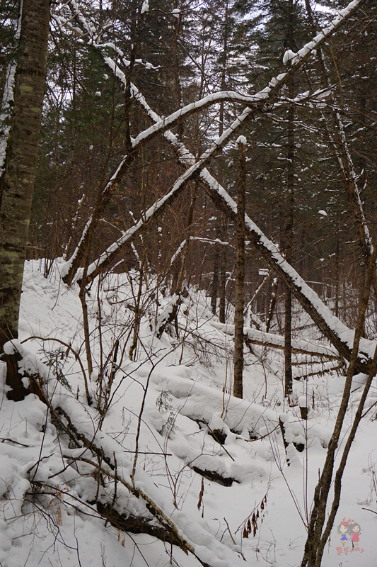 冬季旅游好去处排行榜不看雪,林海雪原旅游景区