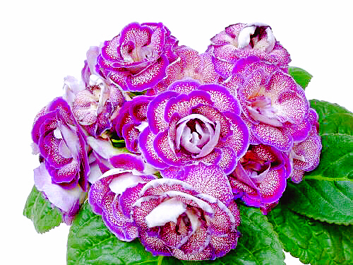 紫罗兰花卉大全,紫罗兰花卉盆栽图片