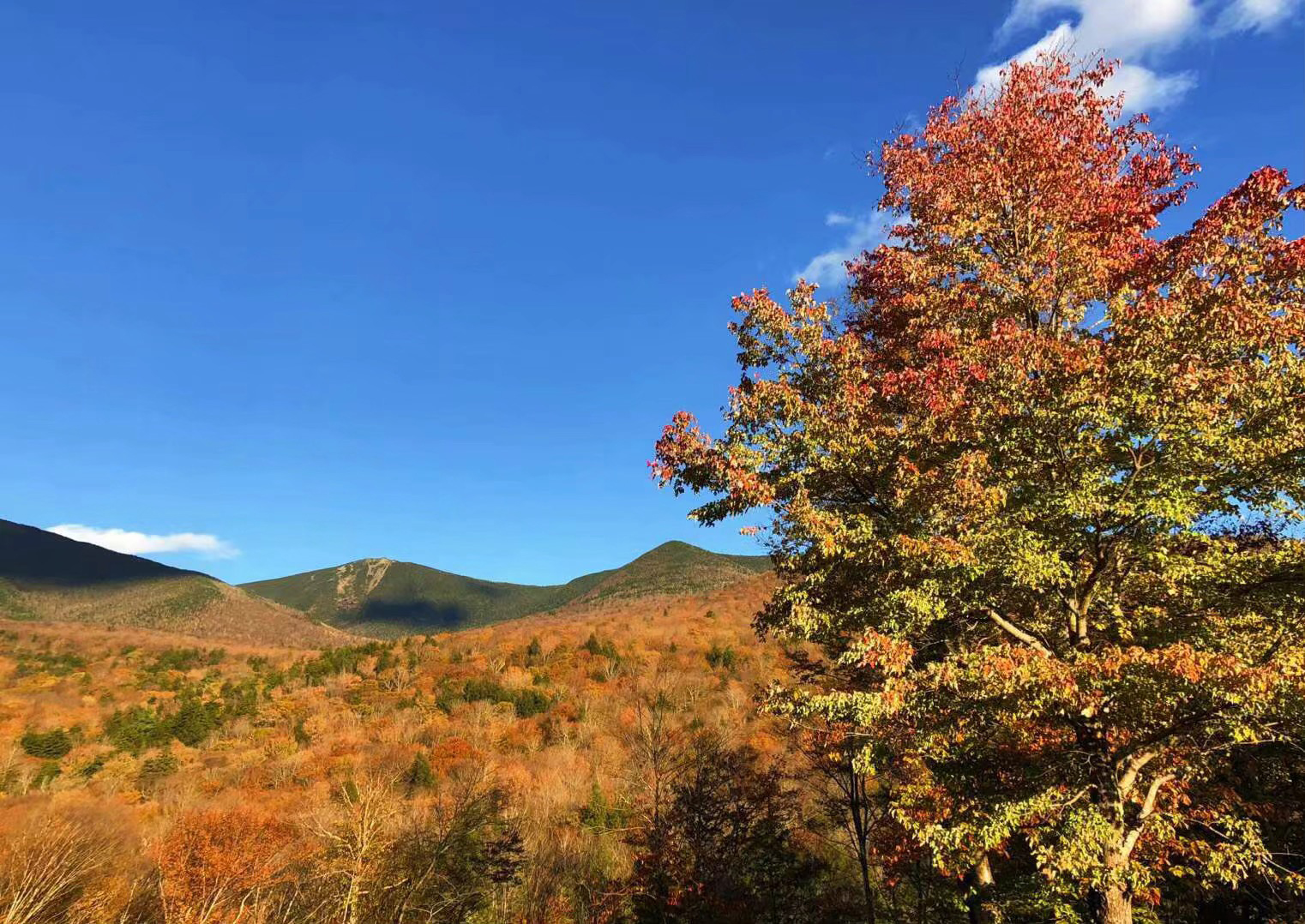 最喜欢中国留学生的美国大学,中国学生最喜欢的美国大学top10