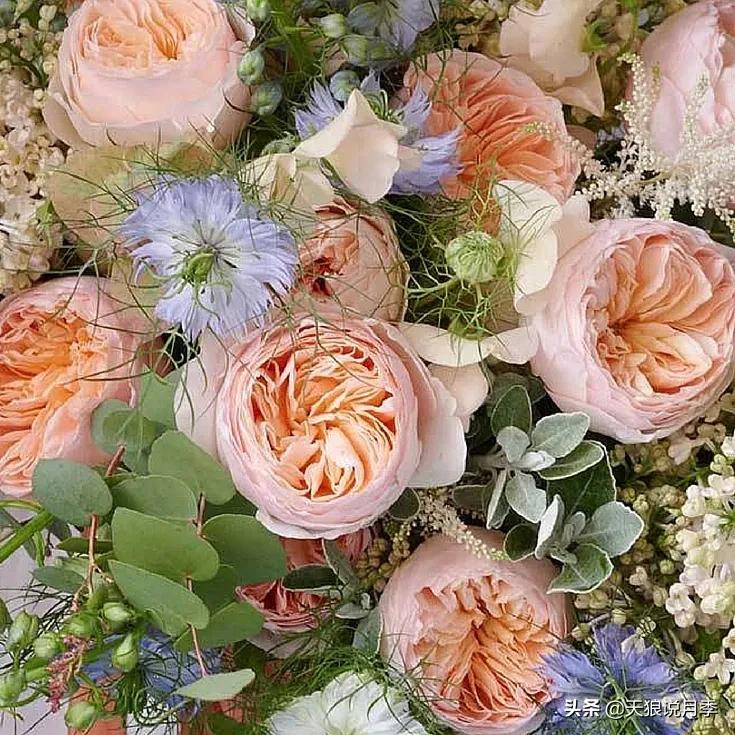 520你最想收到什么玫瑰,520这样的玫瑰你们喜欢吗