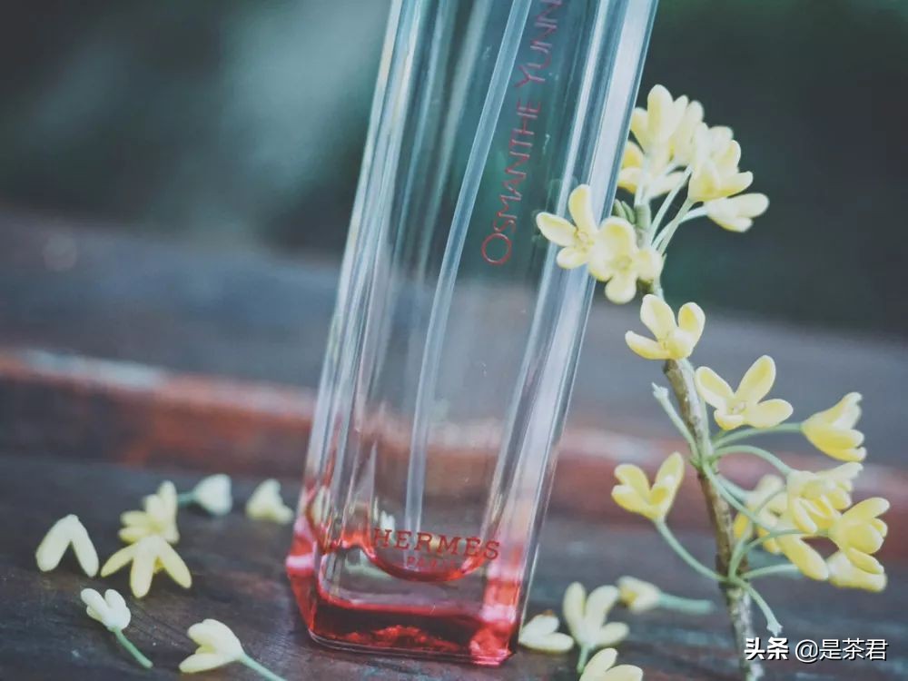 茶也可以做香水？get这一款，茶系仙女轻松修炼