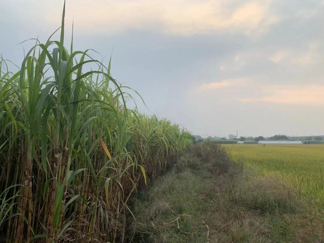 义乌红糖与红色文化,义乌红糖大事件