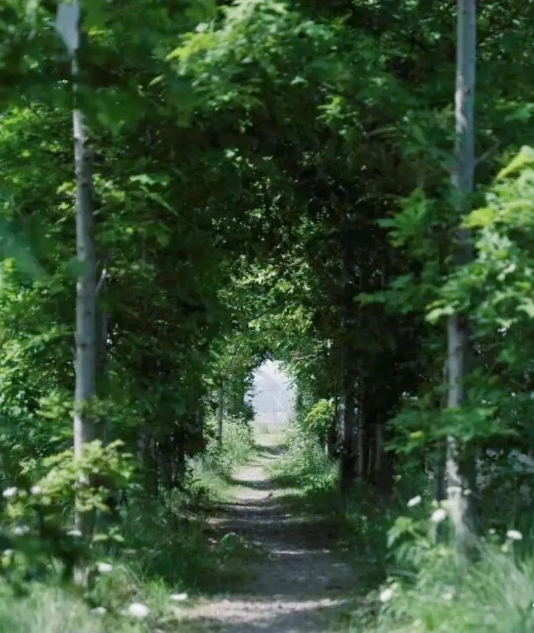 最会说情话的人全集,最会说情话的人