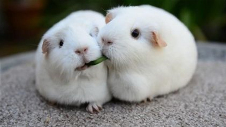 仓鼠装死合集,仓鼠装死被主人弄死