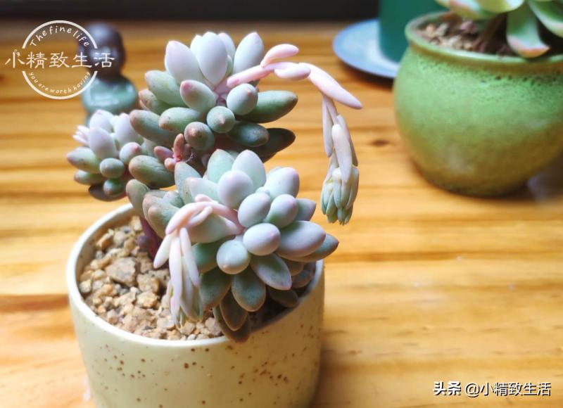 多肉开花会死吗,5种多肉开花不会死反而活得更久