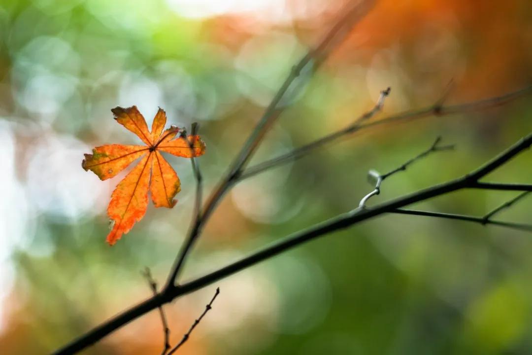 铭匠apsc0.95,铭匠50mmf1.2对比星曜