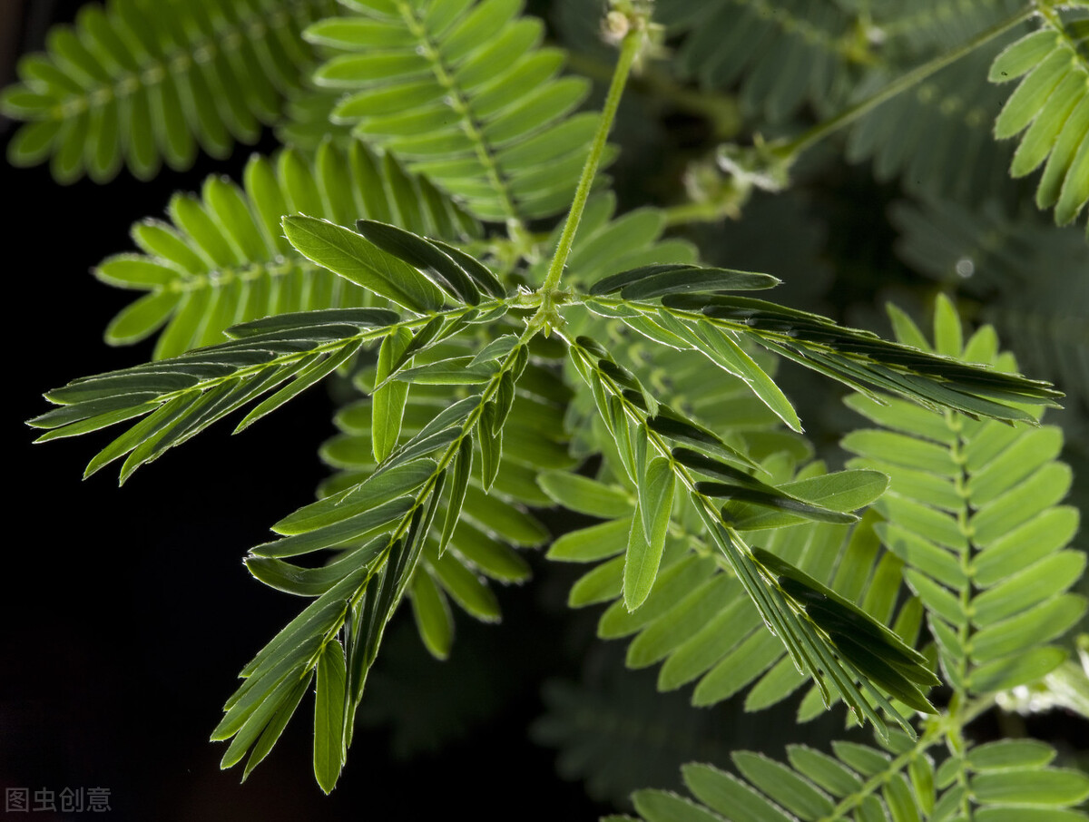 什么花适合送生日花,你的生日代表的花朵及寓意图片