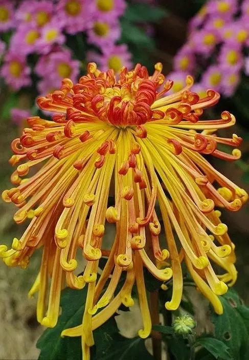 中国十大名花惊艳千年,中国十大名花美极了