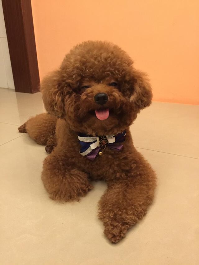 泰迪到处大小便怎么办,泰迪随便大小便要怎么样处理