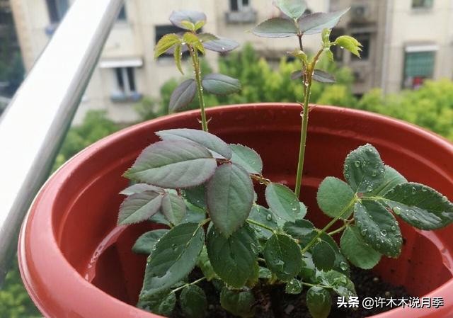 不耐晒的月季夏天怎么办,盆栽月季严重晒伤脱水怎么救