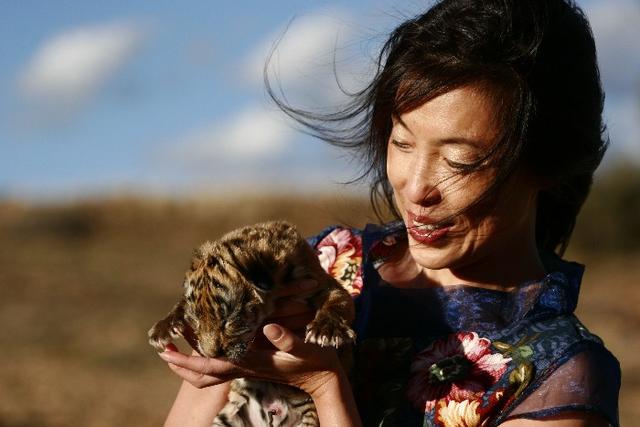 老虎谷的现状,南非老虎谷华南虎野化现状