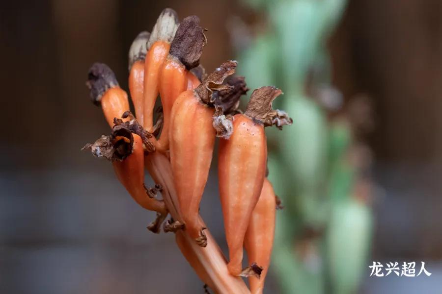 贵州的道地药材天麻,天麻属于哪里的道地药材