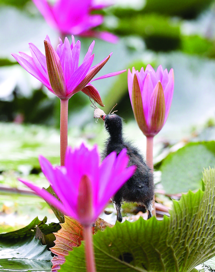 红冠水鸡喜欢生活在什么地方,红冠野生水鸡