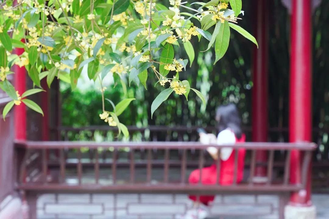 双流，我被你香醒了