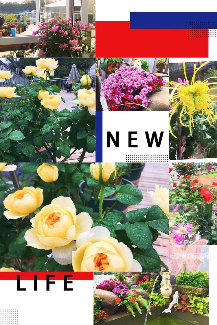 冬去春来,愿你无恙,疫情退去,养肉依旧!