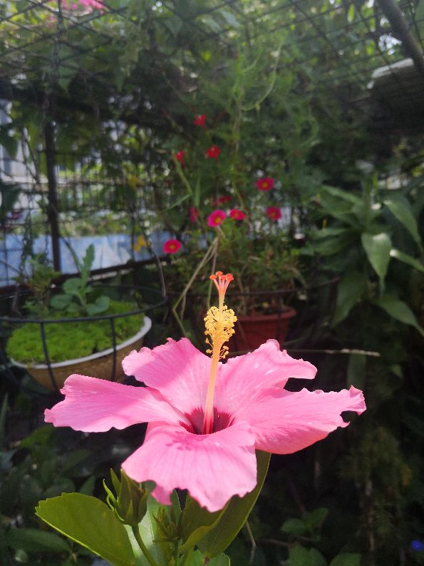 一方净地与你分享——扶桑花开,热烈奔放