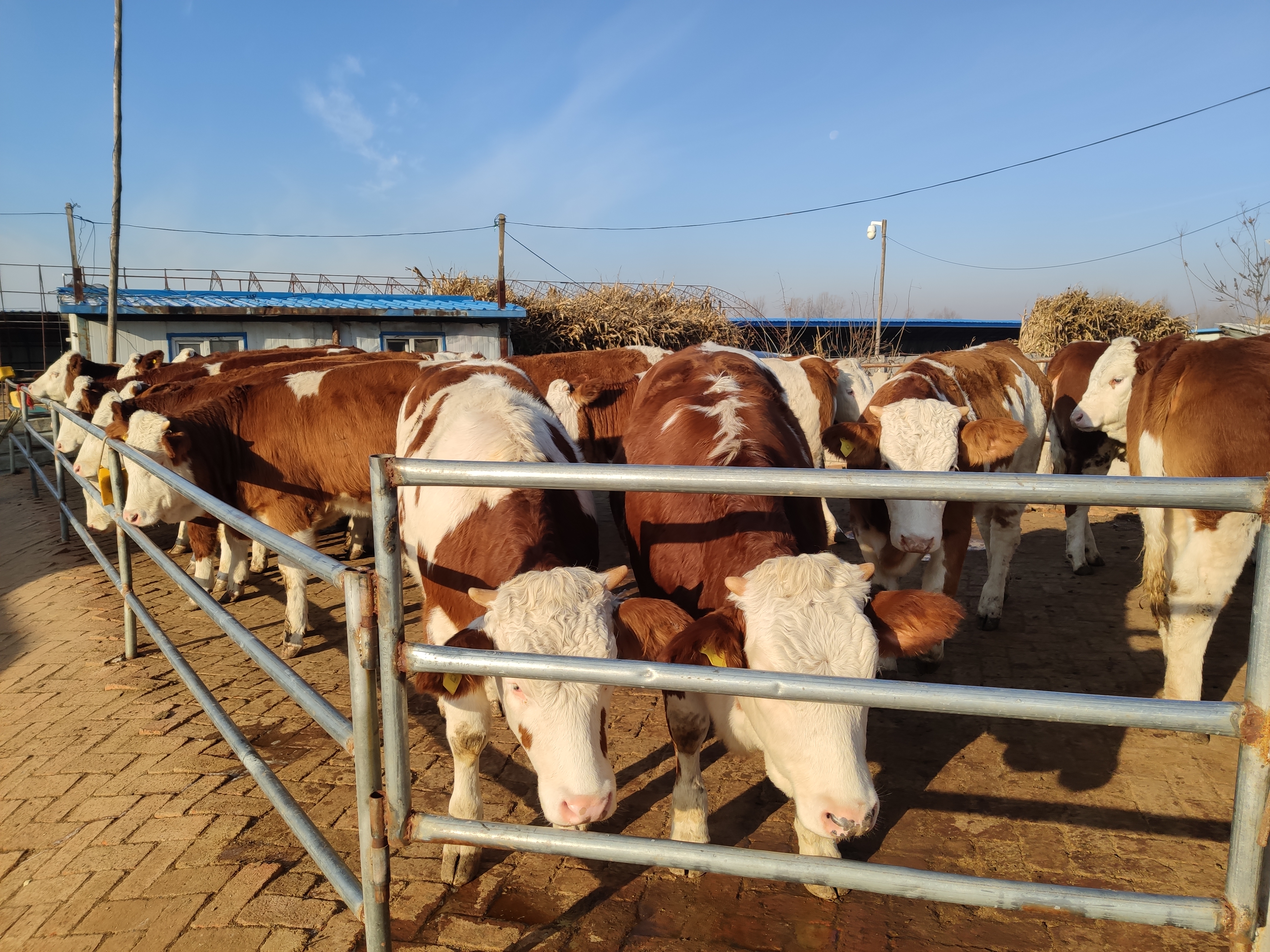 养殖母牛人工授精,繁育母牛拴养还是圈养