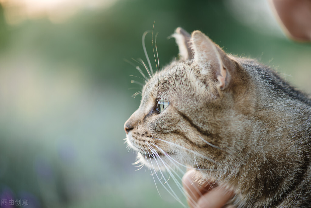 猫放大到老虎大小能打得过老虎吗,猫的体积和老虎一样大打架谁会赢