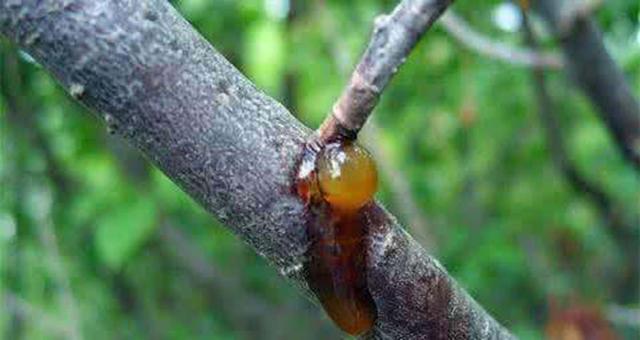 发财树叶片上有黏液是怎么回事,发财树枝干流液体怎么回事