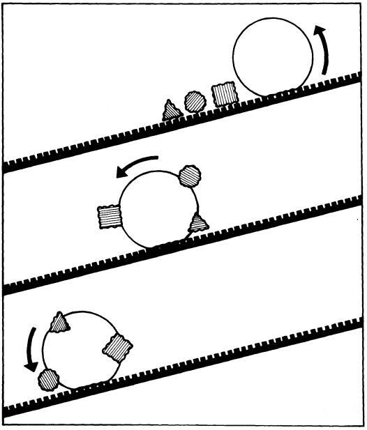 荷叶为什么出淤泥而不染读后感,荷叶出淤泥而不染濯清涟而不妖