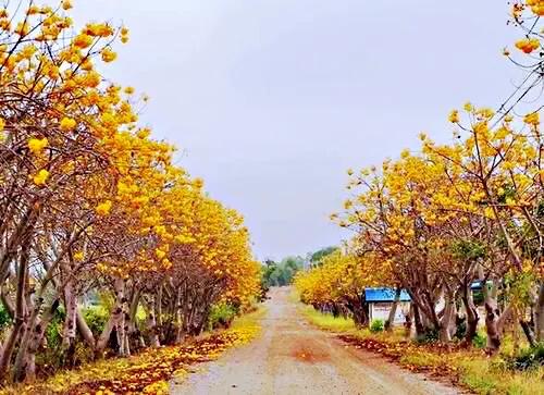 弯子木~花朵鲜黄色,簇生,酷似山茶科的金花茶,非常漂亮。