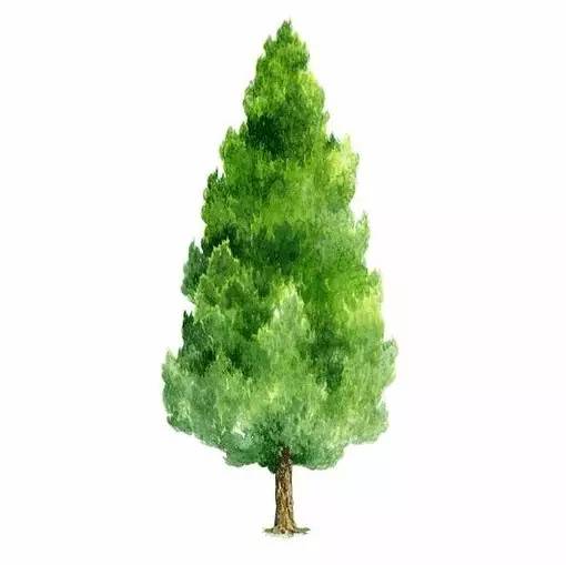 十种不同树叶的画法,五种不同树木的画法简单的