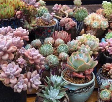 多肉花剑能扦插吗,多肉的花剑可以扦插吗