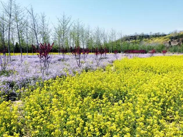 天津静海油菜花景点在哪里,天津油菜花旅游最佳路线图