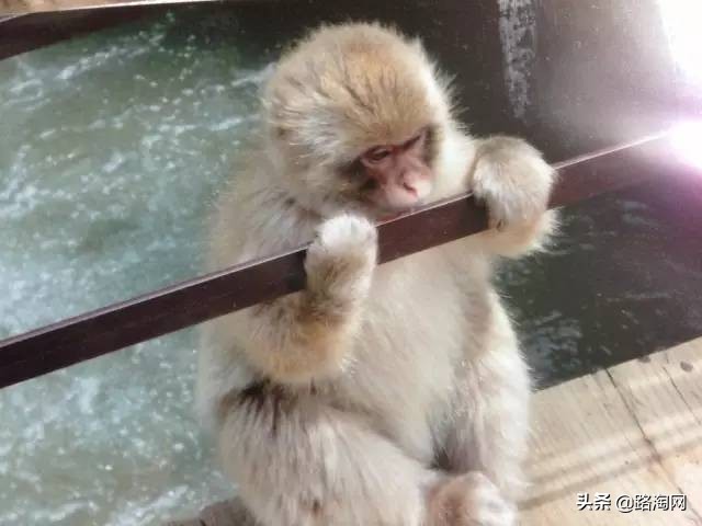 日本温泉猴子纪录片,日本猴子泡温泉头顶毛巾
