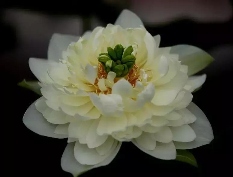 白洋淀荷塘三宝怎么吃,白洋淀特产三宝简介