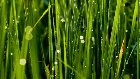 鬼魂复仇电影,鬼魂回来复仇