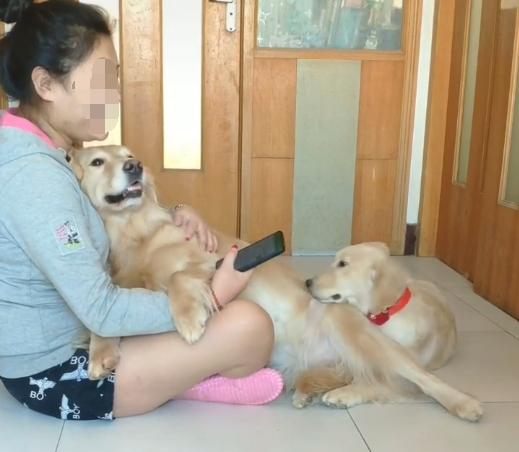 狗狗更爱主人还是幼崽,小狗狗知道主人爱它吗